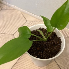ヒメモンステラ 2の画像