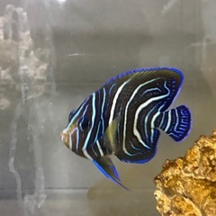 県産サザナミヤッコの画像