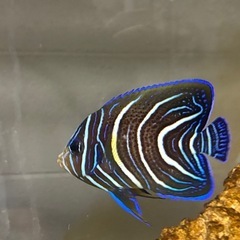県産サザナミヤッコの画像