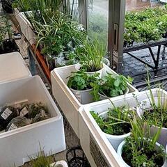 🌈湿生・水生植物、水草チャリティー販売（🍀福祉活動に役立て…