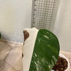 モンステラ  斑入り2の画像