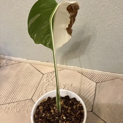 モンステラ  斑入り2の画像