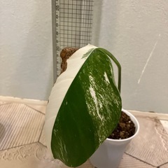 モンステラ  斑入り3の画像