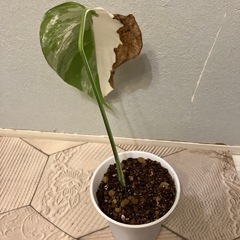 モンステラ  斑入り3の画像