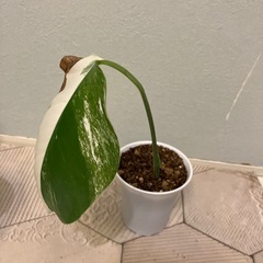 モンステラ  斑入り3の画像