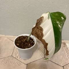 モンステラ  斑入り3の画像
