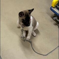 可愛い子犬の里親さん募集‼️