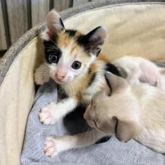 保護した猫が産んだ7兄妹です！