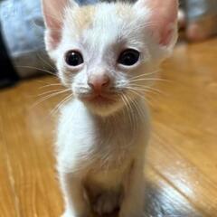 保護した猫が産んだ7兄妹です！
