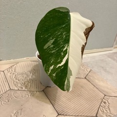 モンステラ  斑入り4の画像