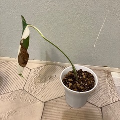 モンステラ  斑入り4の画像