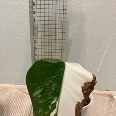 モンステラ  斑入り4の画像