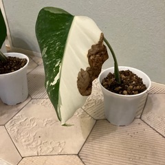 モンステラ  斑入り4の画像