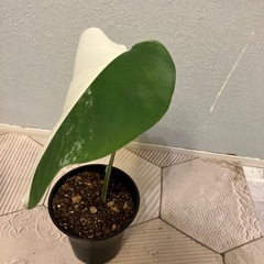 モンステラ  斑入り5の画像