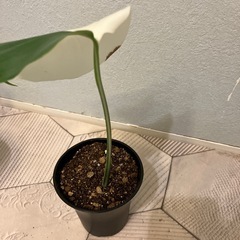モンステラ  斑入り5の画像