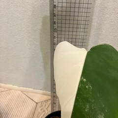 モンステラ  斑入り5の画像