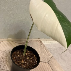 モンステラ  斑入り5の画像