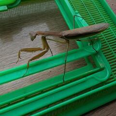 北海道産天然カマキリ（茶色）♀1匹の画像