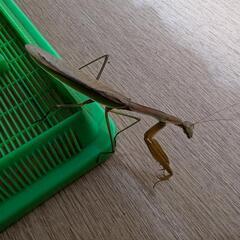 北海道産天然カマキリ（茶色）♀1匹の画像