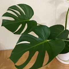モンステラ 中型 白い鉢の画像