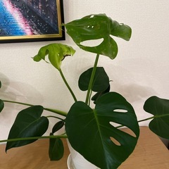 モンステラ 中型 白い鉢の画像