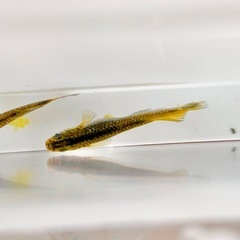 【メダカ屋のんの】フロマージュ針子10匹の画像