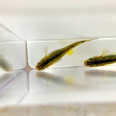 【メダカ屋のんの】フロマージュ針子10匹の画像