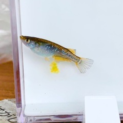 【メダカ屋のんの】フロマージュ針子10匹の画像