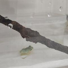 【譲渡】モリアオガエルの画像