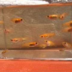 お話し中極上🌆竜章鳳姿🌆幼魚８匹の画像
