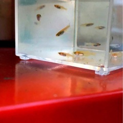 お話し中極上🌆竜章鳳姿🌆幼魚８匹の画像