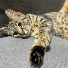 迷い猫