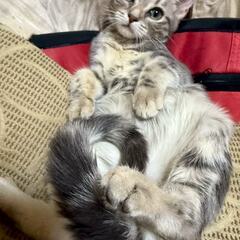 アメショー　女の子里親