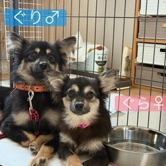 パピヨン風の兄妹