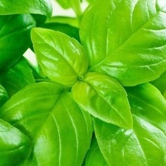生バジルの画像