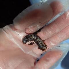 ポリトゥスツヤカブト　幼虫5匹の画像