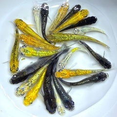 【現物】　メダカ　20匹+α めだか　ミックス　　の画像