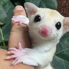 リューシ男の子　即お渡し可