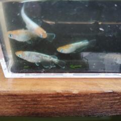 朱光菊　若魚　の画像