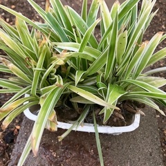 植物🌿の画像