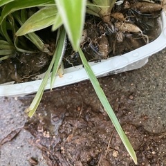 植物🌿の画像