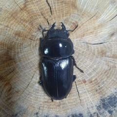 新成虫■国産オオクワガタペア■オオクワガタShima川西■国産クワガタ■国産オオクワガタ■クワガタムシ  川西25-③の画像
