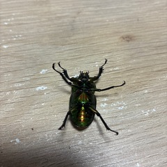 ニジイロペア② レッド×グリーン　即ブリの画像