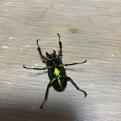 ニジイロペア② レッド×グリーン　即ブリの画像