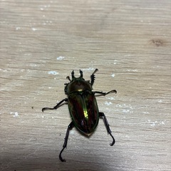 ニジイロペア② レッド×グリーン　即ブリの画像