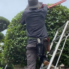 剪定　消毒　伐採　抜根の画像