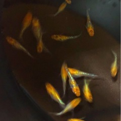 お話し中特上💐Miyasakura宮桜.若魚⒏匹の画像
