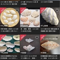 シャコ貝　貝殻100個の画像