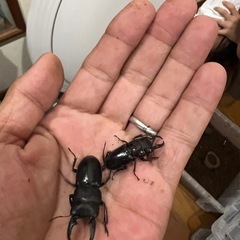 無料　　カブトムシ　クワガタ差し上げます。の画像
