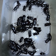無料　　カブトムシ　クワガタ差し上げます。の画像